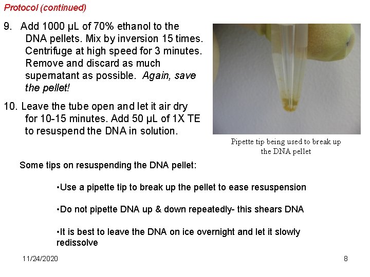 Protocol (continued) 9. Add 1000 µL of 70% ethanol to the DNA pellets. Mix