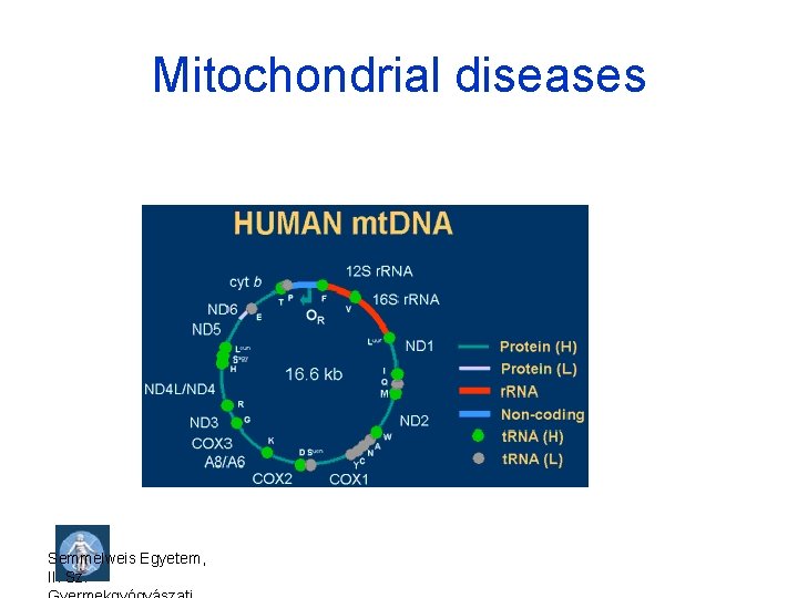 Mitochondrial diseases Semmelweis Egyetem, II. Sz. 