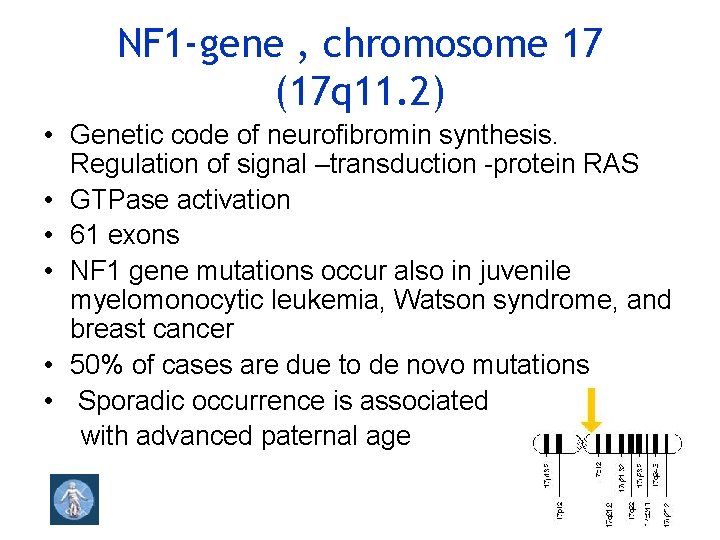 NF 1 -gene , chromosome 17 (17 q 11. 2) • Genetic code of