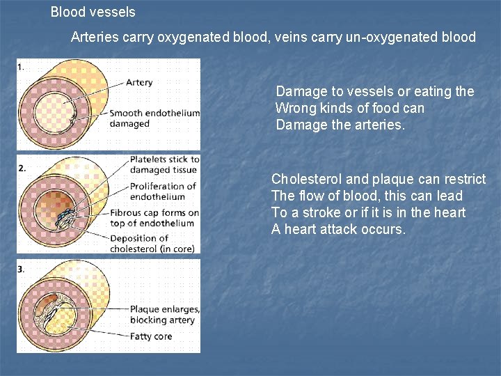 Blood vessels Arteries carry oxygenated blood, veins carry un-oxygenated blood Damage to vessels or