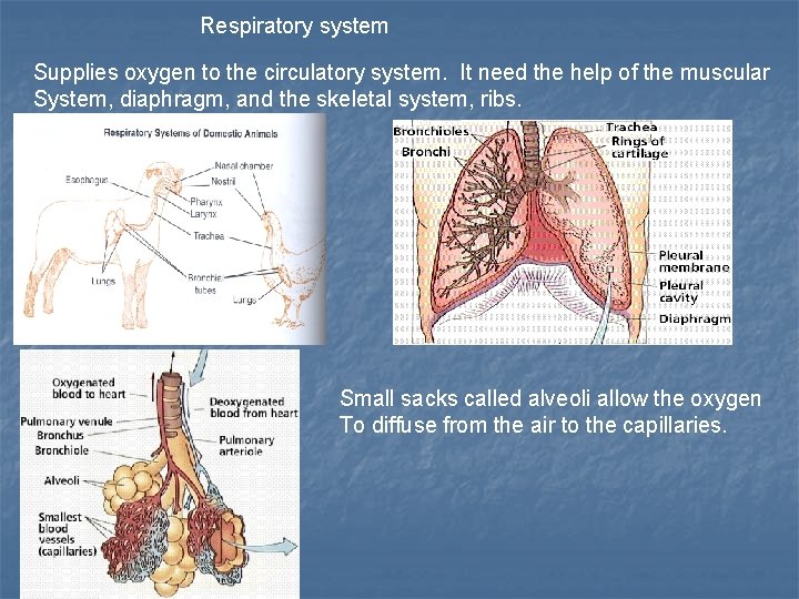 Respiratory system Supplies oxygen to the circulatory system. It need the help of the