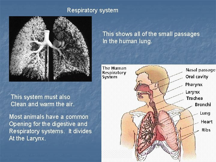 Respiratory system This shows all of the small passages In the human lung. This