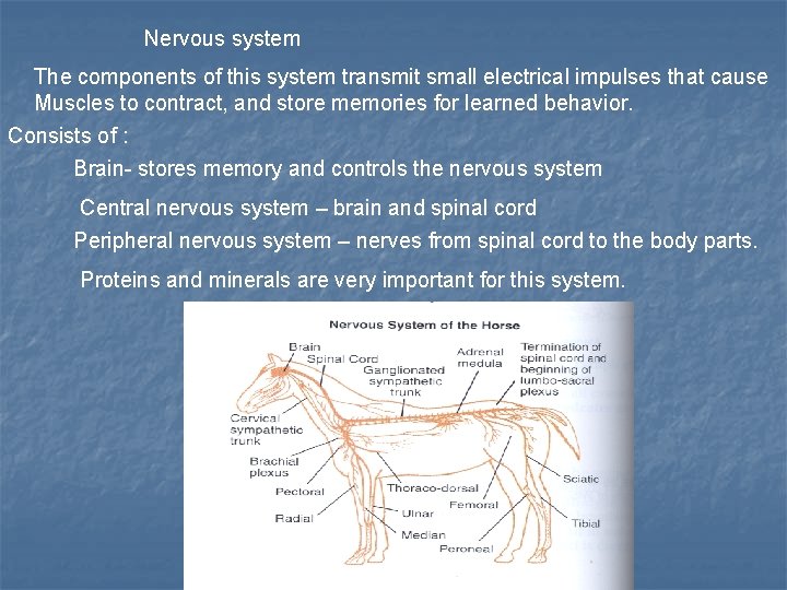 Nervous system The components of this system transmit small electrical impulses that cause Muscles