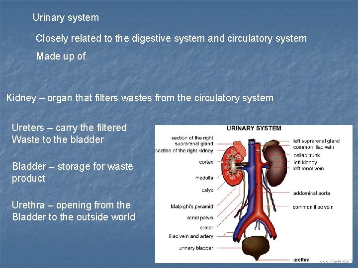 Urinary system Closely related to the digestive system and circulatory system Made up of