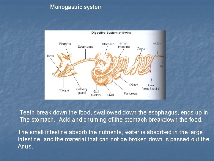 Monogastric system Teeth break down the food, swallowed down the esophagus, ends up in