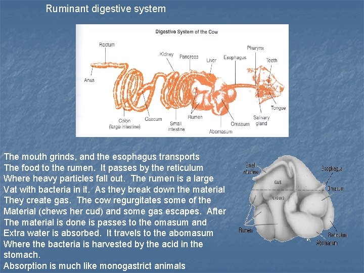 Ruminant digestive system The mouth grinds, and the esophagus transports The food to the