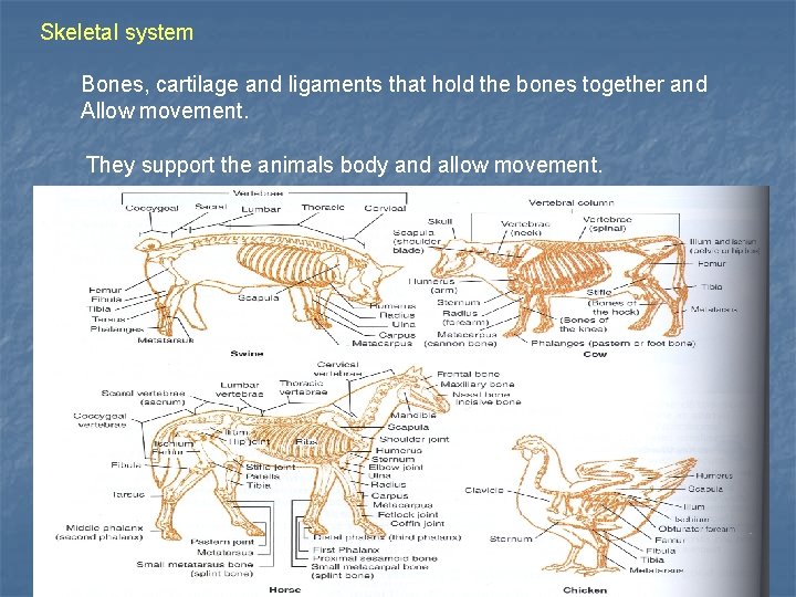 Skeletal system Bones, cartilage and ligaments that hold the bones together and Allow movement.
