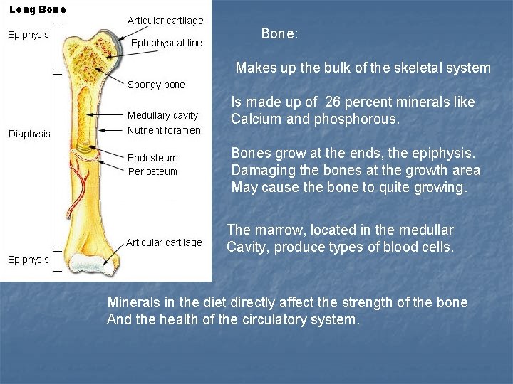 Bone: Makes up the bulk of the skeletal system Is made up of 26