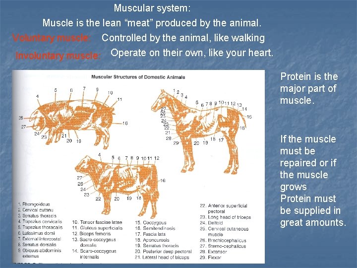 Muscular system: Muscle is the lean “meat” produced by the animal. Voluntary muscle: Controlled