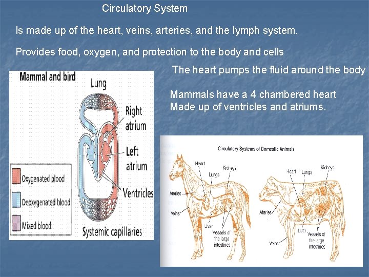 Circulatory System Is made up of the heart, veins, arteries, and the lymph system.