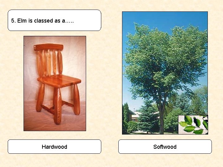 5. Elm is classed as a…. . Hardwood Softwood 