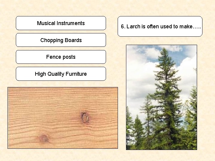 Musical Instruments Chopping Boards Fence posts High Quality Furniture 6. Larch is often used