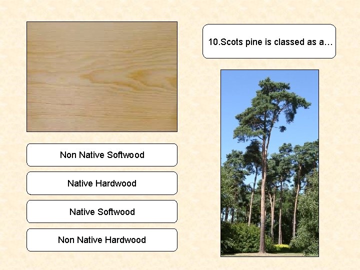 10. Scots pine is classed as a… Non Native Softwood Native Hardwood Native Softwood
