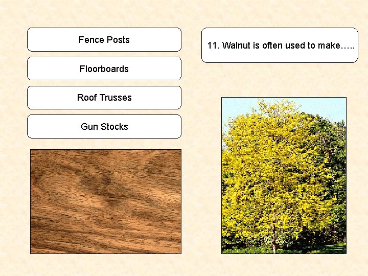 Fence Posts Floorboards Roof Trusses Gun Stocks 11. Walnut is often used to make….