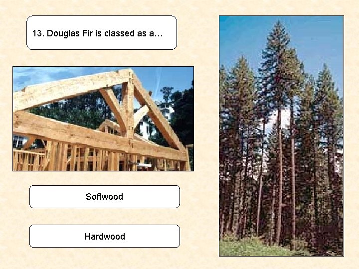 13. Douglas Fir is classed as a… Softwood Hardwood 