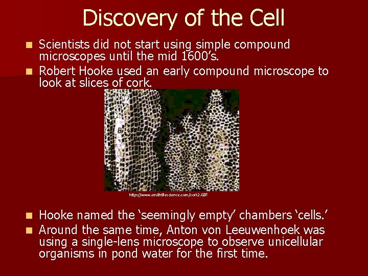 What Did Robert Hooke Discover Using A Compound Microscope