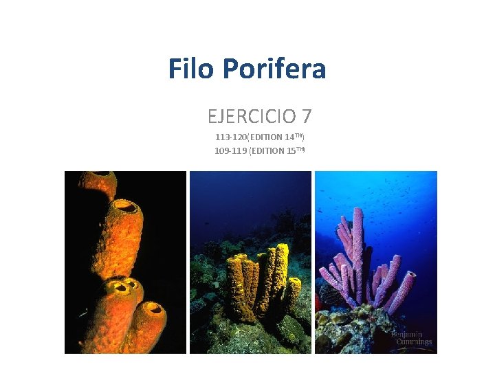 Filo Porifera EJERCICIO 7 113 -120(EDITION 14 TH) 109 -119 (EDITION 15 TH) Filo Porifera EJERCICIO 7 113 -120(EDITION 14 TH) 109 -119 (EDITION 15 TH)