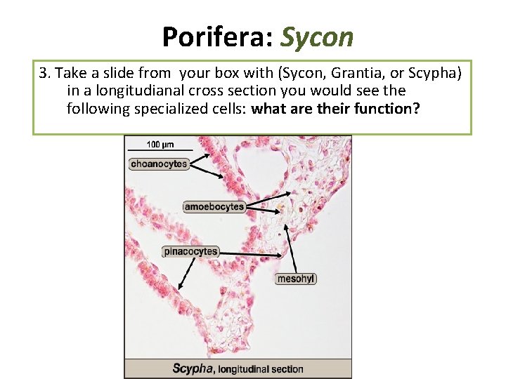 Porifera: Sycon 3. Take a slide from your box with (Sycon, Grantia, or Scypha) Porifera: Sycon 3. Take a slide from your box with (Sycon, Grantia, or Scypha)