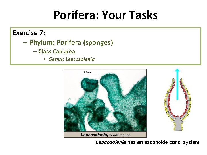 Porifera: Your Tasks Exercise 7: – Phylum: Porifera (sponges) – Class Calcarea • Genus: Porifera: Your Tasks Exercise 7: – Phylum: Porifera (sponges) – Class Calcarea • Genus: