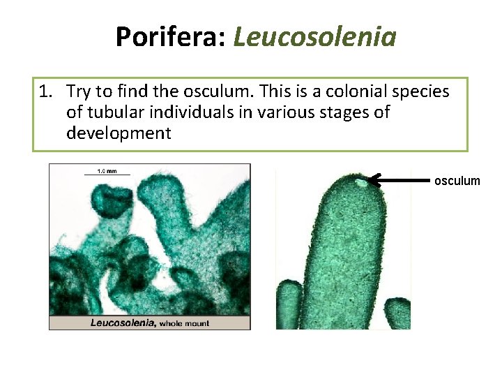 Porifera: Leucosolenia 1. Try to find the osculum. This is a colonial species of Porifera: Leucosolenia 1. Try to find the osculum. This is a colonial species of