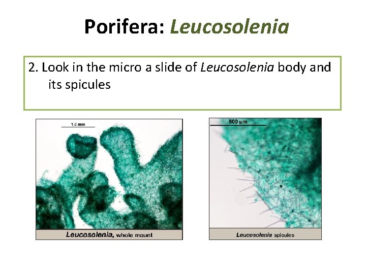 Porifera: Leucosolenia 2. Look in the micro a slide of Leucosolenia body and its Porifera: Leucosolenia 2. Look in the micro a slide of Leucosolenia body and its