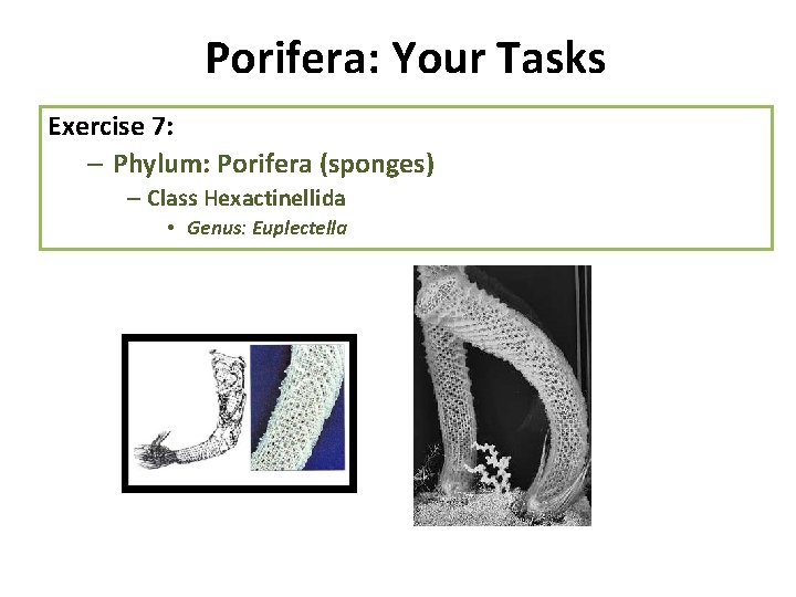 Porifera: Your Tasks Exercise 7: – Phylum: Porifera (sponges) – Class Hexactinellida • Genus: Porifera: Your Tasks Exercise 7: – Phylum: Porifera (sponges) – Class Hexactinellida • Genus: