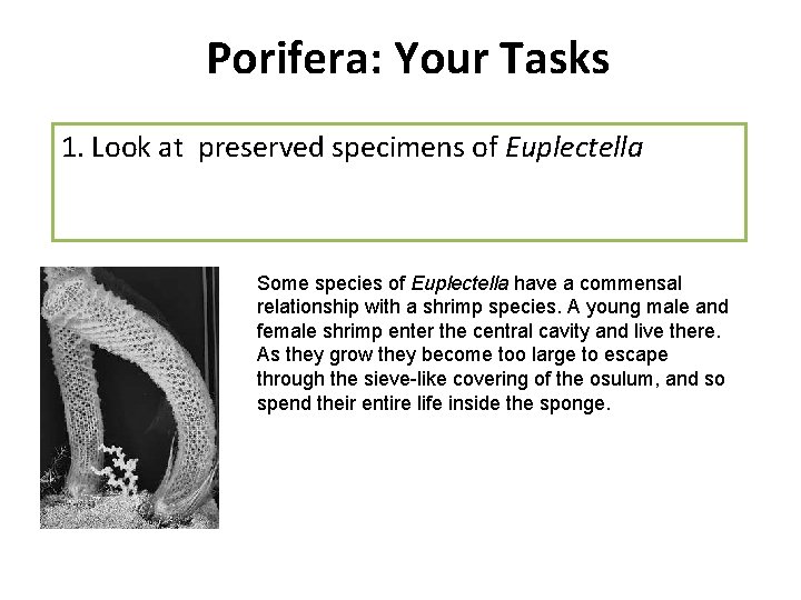 Porifera: Your Tasks 1. Look at preserved specimens of Euplectella Some species of Euplectella Porifera: Your Tasks 1. Look at preserved specimens of Euplectella Some species of Euplectella