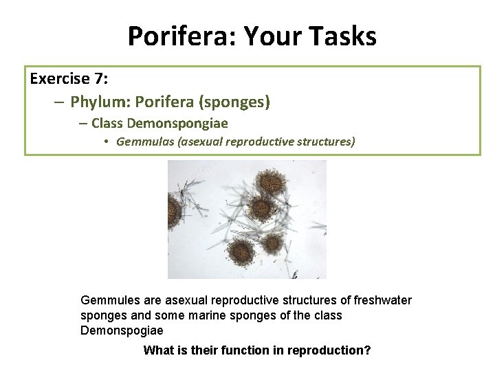 Porifera: Your Tasks Exercise 7: – Phylum: Porifera (sponges) – Class Demonspongiae • Gemmulas Porifera: Your Tasks Exercise 7: – Phylum: Porifera (sponges) – Class Demonspongiae • Gemmulas