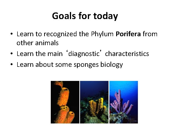 Goals for today • Learn to recognized the Phylum Porifera from other animals • Goals for today • Learn to recognized the Phylum Porifera from other animals •