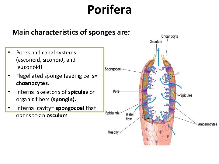 Porifera Main characteristics of sponges are: • Pores and canal systems (asconoid, siconoid, and Porifera Main characteristics of sponges are: • Pores and canal systems (asconoid, siconoid, and