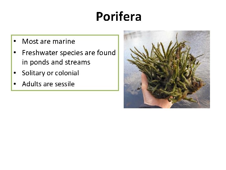Porifera • Most are marine • Freshwater species are found in ponds and streams Porifera • Most are marine • Freshwater species are found in ponds and streams