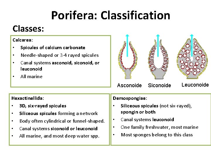 Classes: Porifera: Classification Calcarea: • Spicules of calcium carbonate • Needle-shaped or 3 -4 Classes: Porifera: Classification Calcarea: • Spicules of calcium carbonate • Needle-shaped or 3 -4