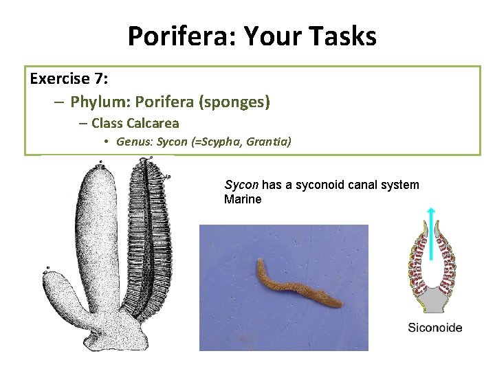 Porifera: Your Tasks Exercise 7: – Phylum: Porifera (sponges) – Class Calcarea • Genus: Porifera: Your Tasks Exercise 7: – Phylum: Porifera (sponges) – Class Calcarea • Genus:
