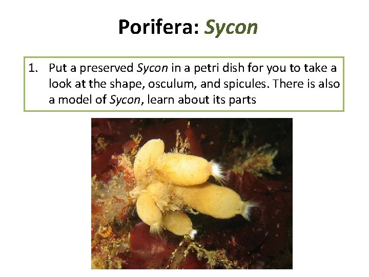 Porifera: Sycon 1. Put a preserved Sycon in a petri dish for you to Porifera: Sycon 1. Put a preserved Sycon in a petri dish for you to