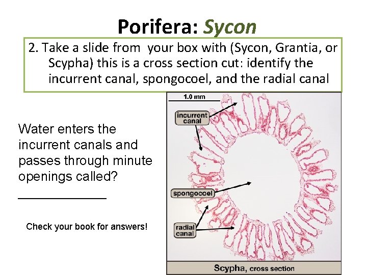 Porifera: Sycon 2. Take a slide from your box with (Sycon, Grantia, or Scypha) Porifera: Sycon 2. Take a slide from your box with (Sycon, Grantia, or Scypha)