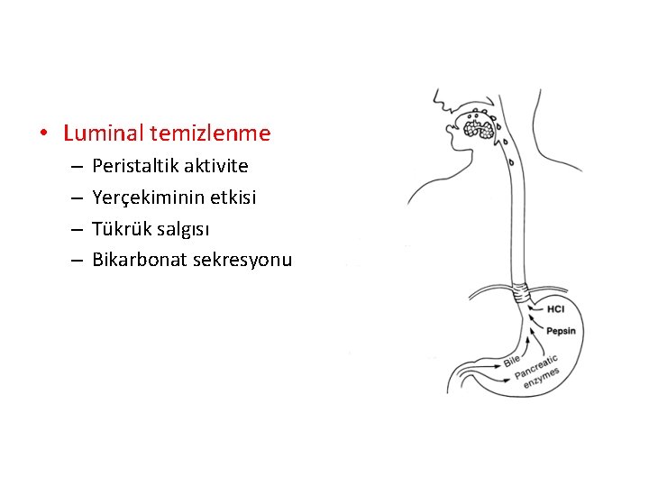  • Luminal temizlenme – – Peristaltik aktivite Yerçekiminin etkisi Tükrük salgısı Bikarbonat sekresyonu