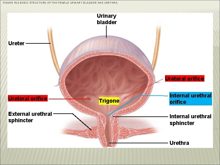 Chapter 15 Ureters Urinary Bladder Urethra Pages 520