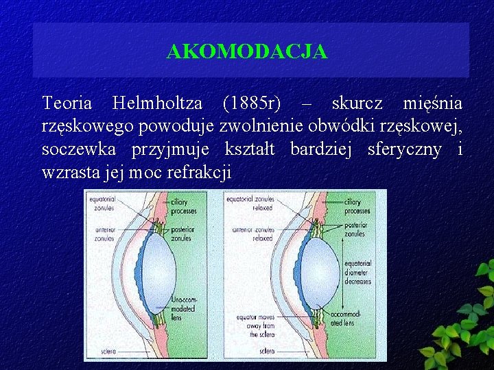 AKOMODACJA Teoria Helmholtza (1885 r) – skurcz mięśnia rzęskowego powoduje zwolnienie obwódki rzęskowej, soczewka