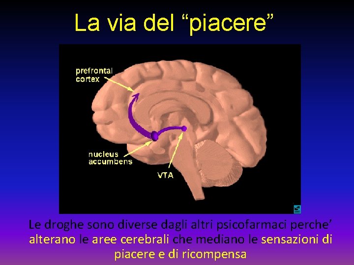 La via del “piacere” Le droghe sono diverse dagli altri psicofarmaci perche’ alterano le