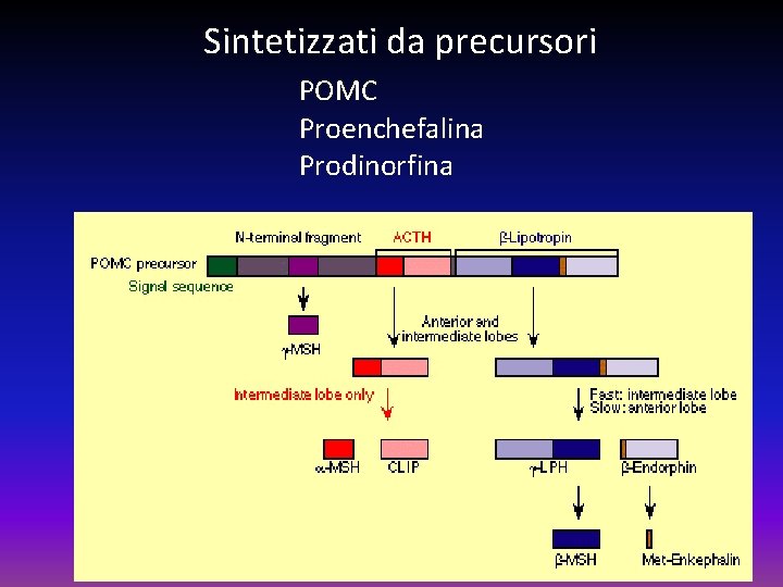 Sintetizzati da precursori POMC Proenchefalina Prodinorfina 