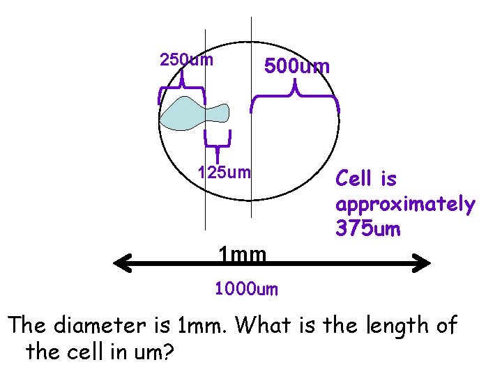 250 um 500 um 125 um Cell is approximately 375 um 1 mm 1000
