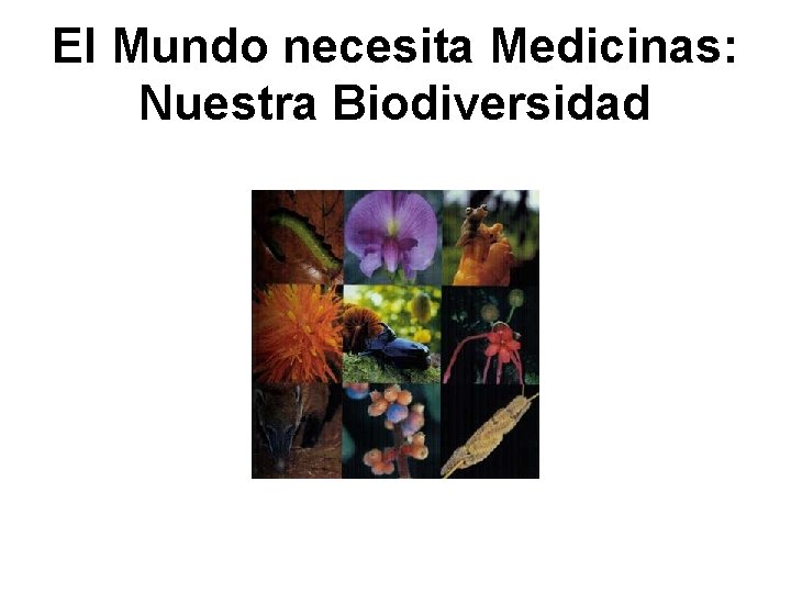 El Mundo necesita Medicinas: Nuestra Biodiversidad 