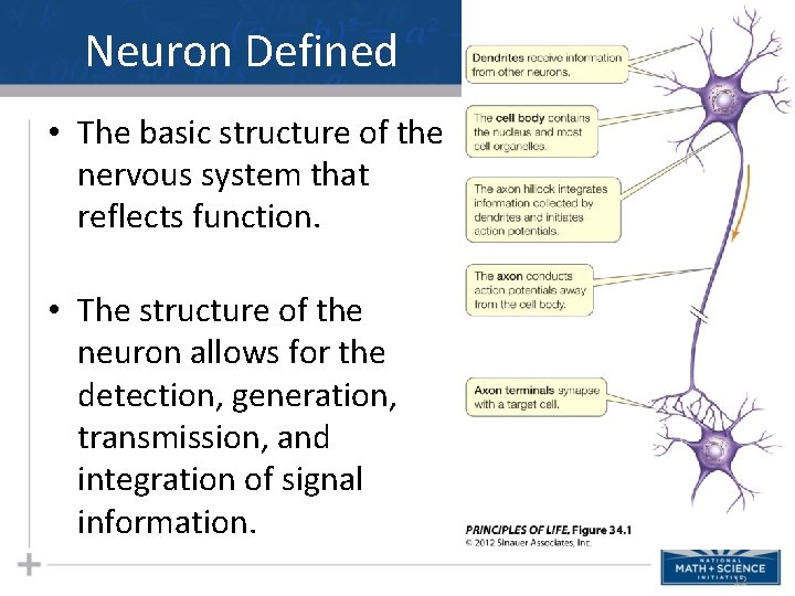 Neuron Defined • The basic structure of the nervous system that reflects function. •