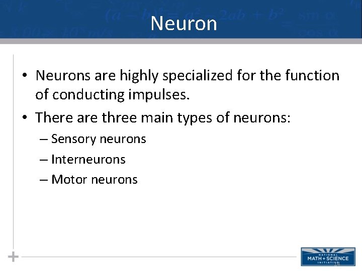 Neuron • Neurons are highly specialized for the function of conducting impulses. • There