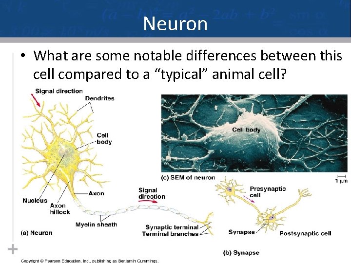 Neuron • What are some notable differences between this cell compared to a “typical”