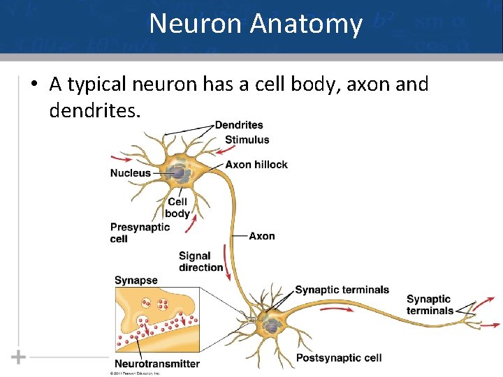 Neuron Anatomy • A typical neuron has a cell body, axon and dendrites. 18