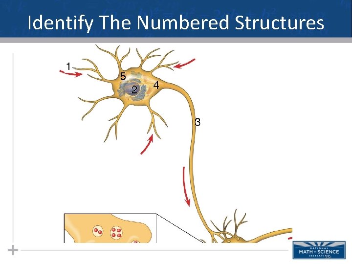 Identify The Numbered Structures 19 Identify The Numbered Structures 19