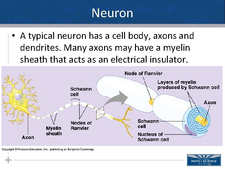 Neuron • A typical neuron has a cell body, axons and dendrites. Many axons