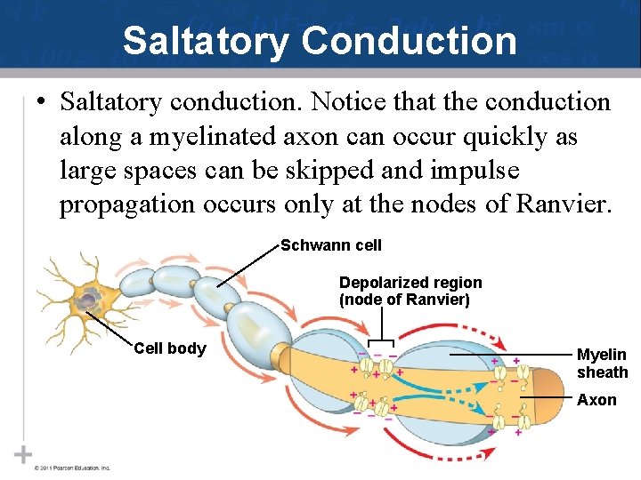 Saltatory Conduction • Saltatory conduction. Notice that the conduction along a myelinated axon can