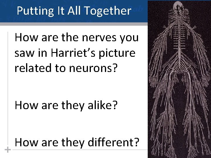 Putting It All Together How are the nerves you saw in Harriet’s picture related